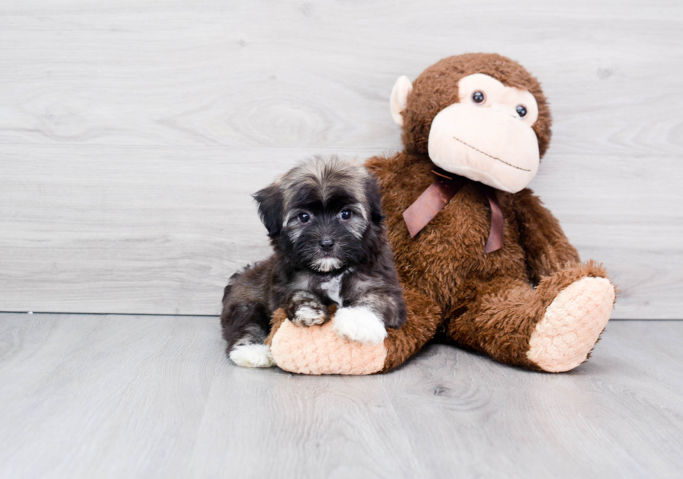 Popular Havanese Baby