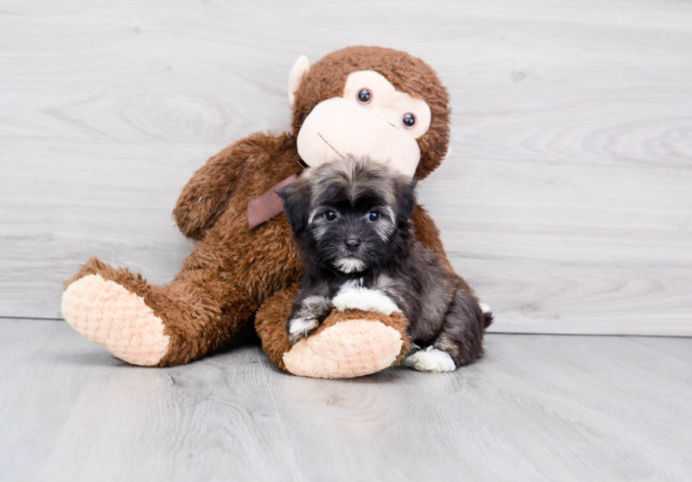 Best Havanese Baby