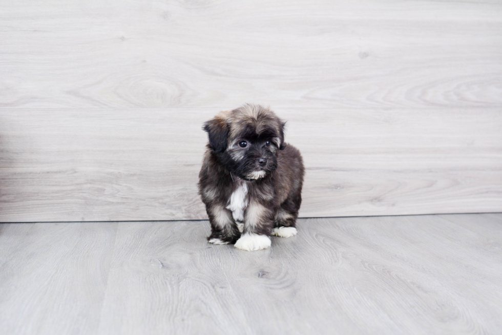 Smart Havanese Purebred Puppy