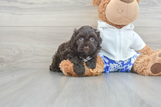 Funny Havanese Purebred Pup