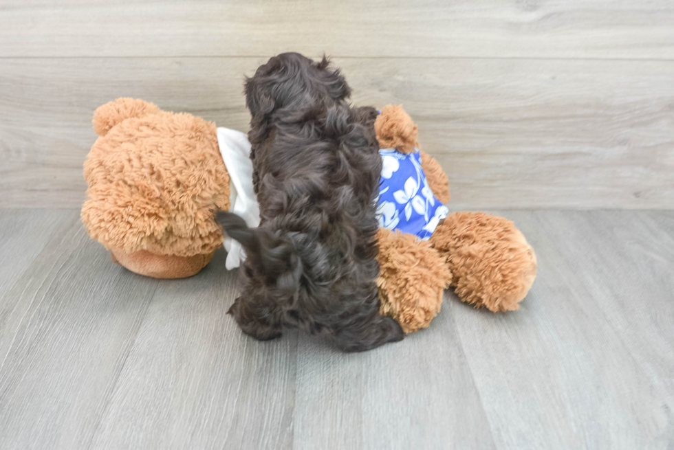 Akc Registered Havanese Purebred Pup