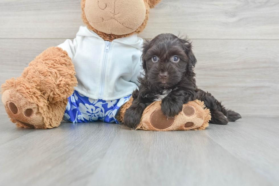 Best Havanese Baby