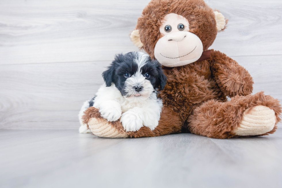 Havanese Pup Being Cute