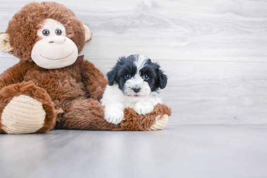 Havanese Puppy for Adoption