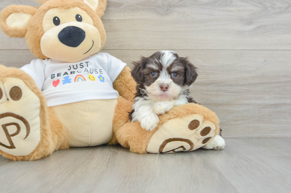 6 week old Havanese Puppy For Sale - Premier Pups