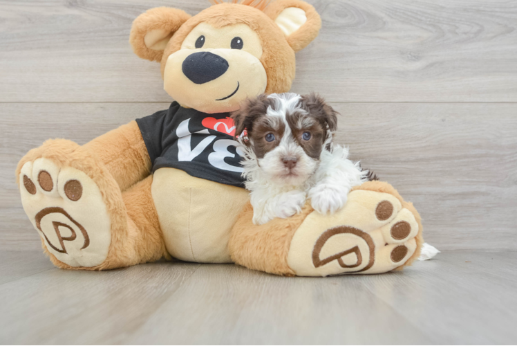 Akc Registered Havanese Baby