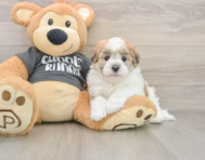 5 week old Havanese Puppy For Sale - Premier Pups