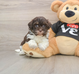 5 week old Havanese Puppy For Sale - Premier Pups