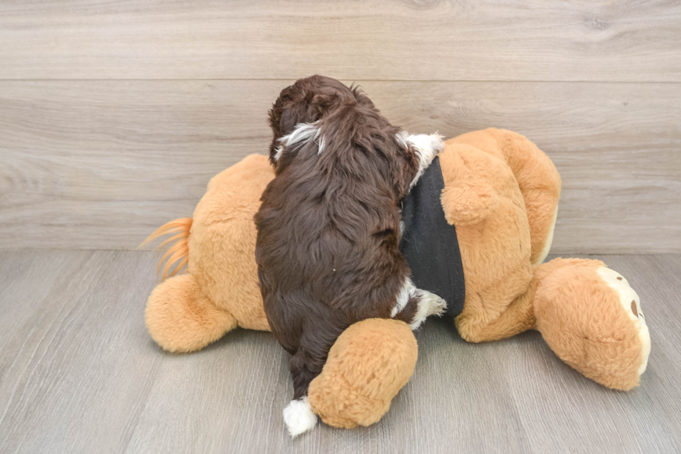Funny Havanese Purebred Pup