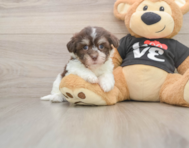 6 week old Havanese Puppy For Sale - Premier Pups