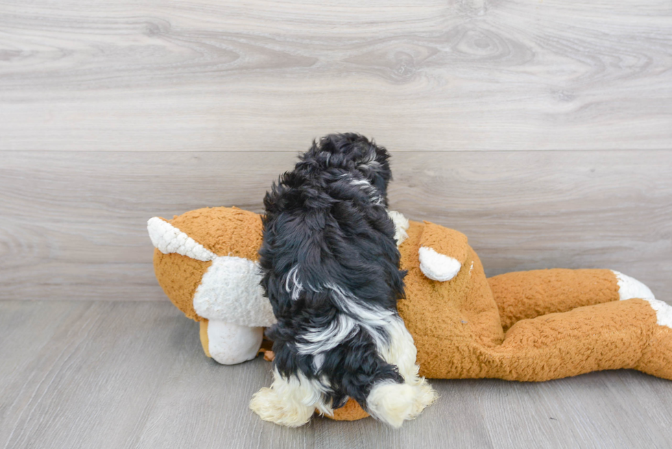 Fluffy Havanese Purebred Puppy