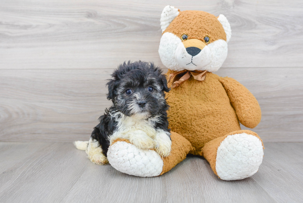 Best Havanese Baby