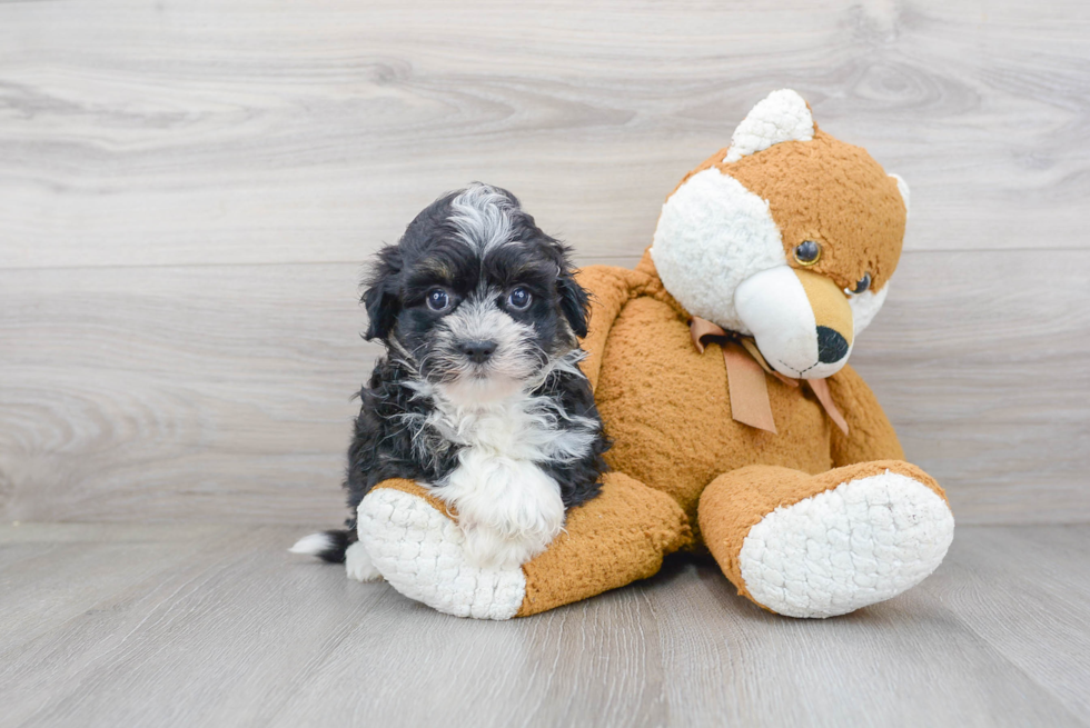 Energetic Havanese Purebred Puppy