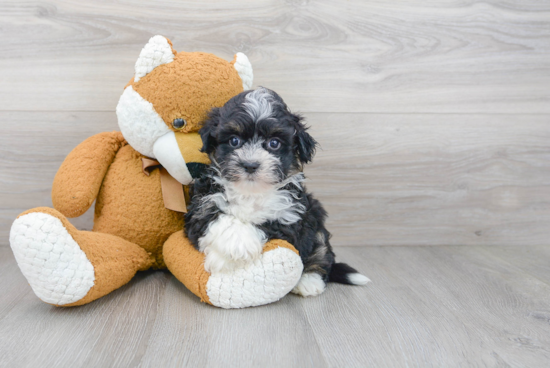 Akc Registered Havanese Baby