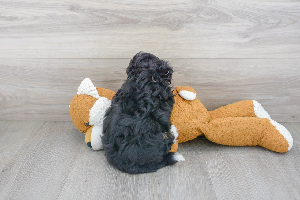 Havanese Pup Being Cute