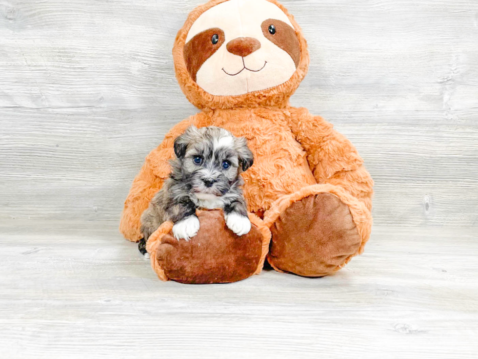 Adorable Havanese Purebred Puppy