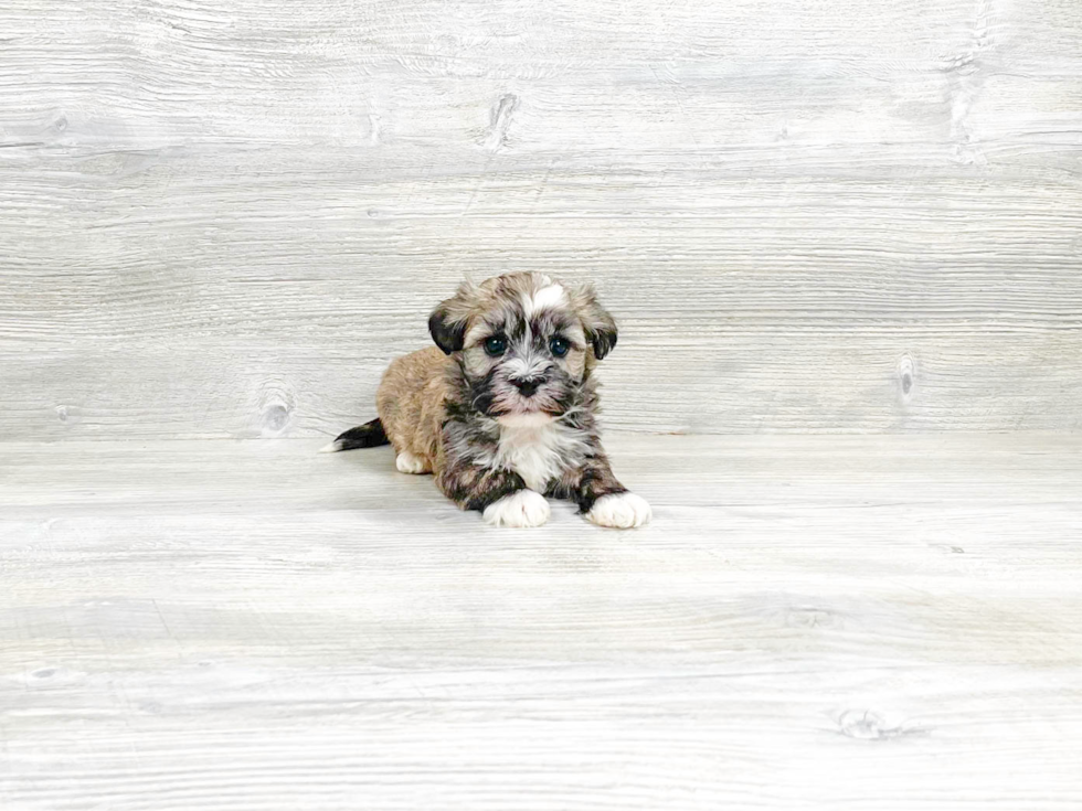 Havanese Puppy for Adoption