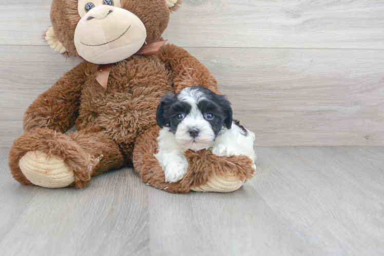 Cute Havanese Baby