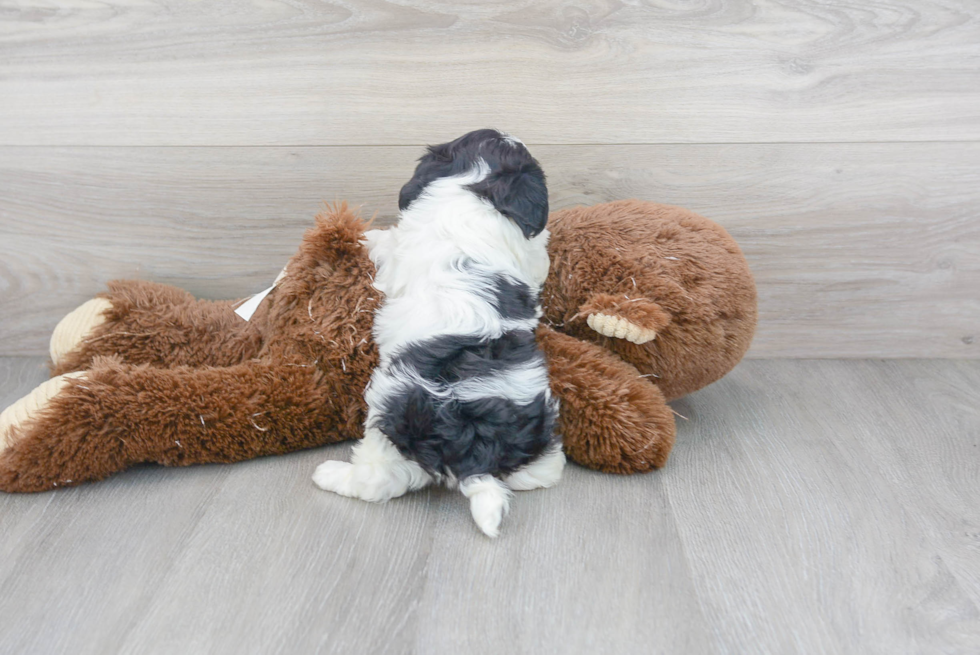 Cute Havanese Purebred Pup