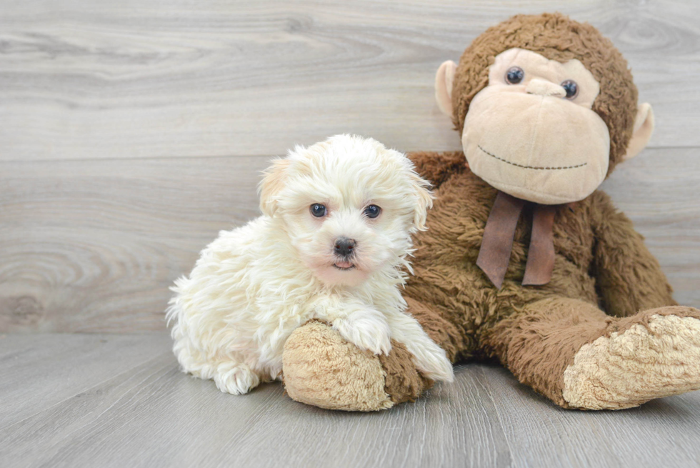 Small Havanese Purebred Pup