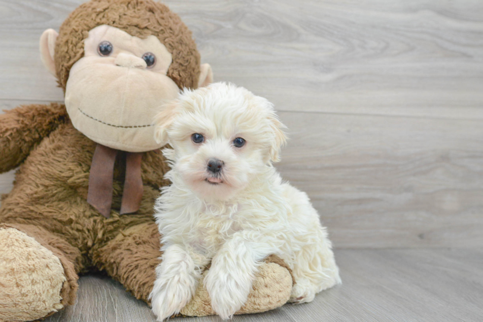 Best Havanese Baby