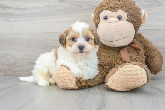 Havanese Pup Being Cute