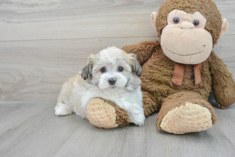 Havanese Pup Being Cute