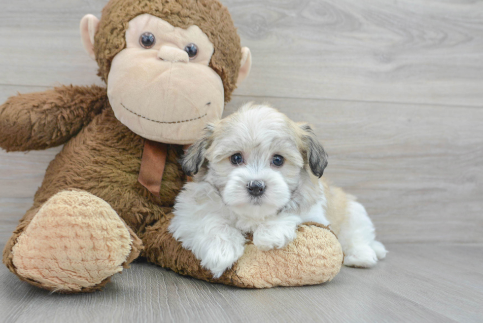 Sweet Havanese Purebred Puppy