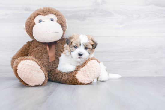 Havanese Pup Being Cute