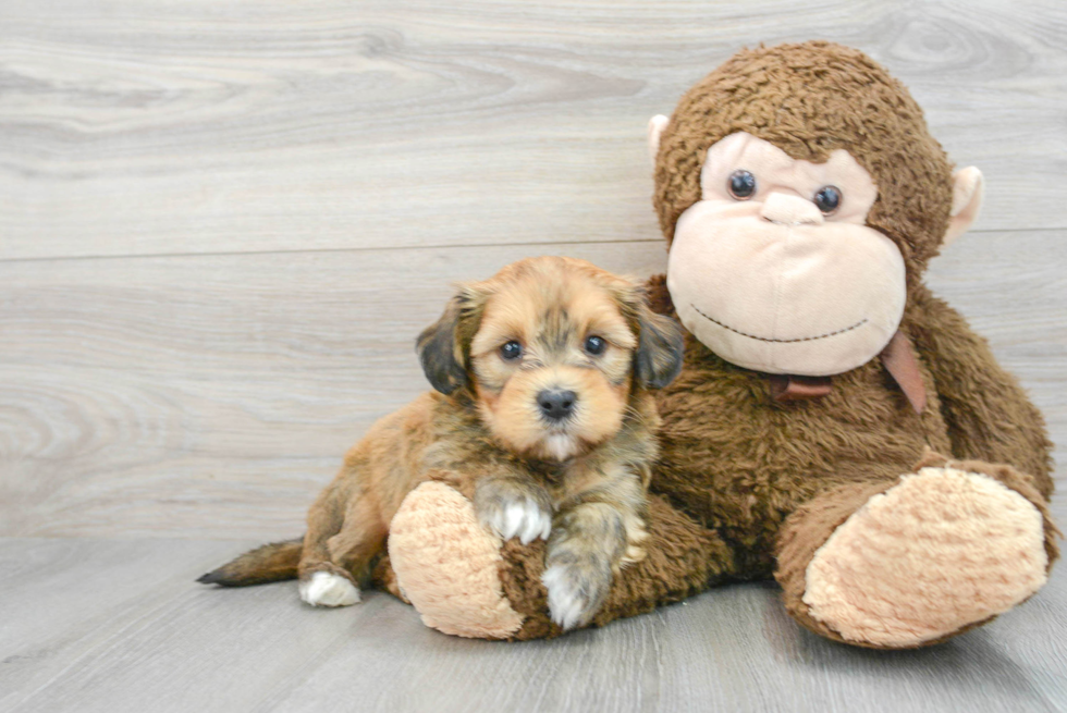 Adorable Havanese Purebred Puppy