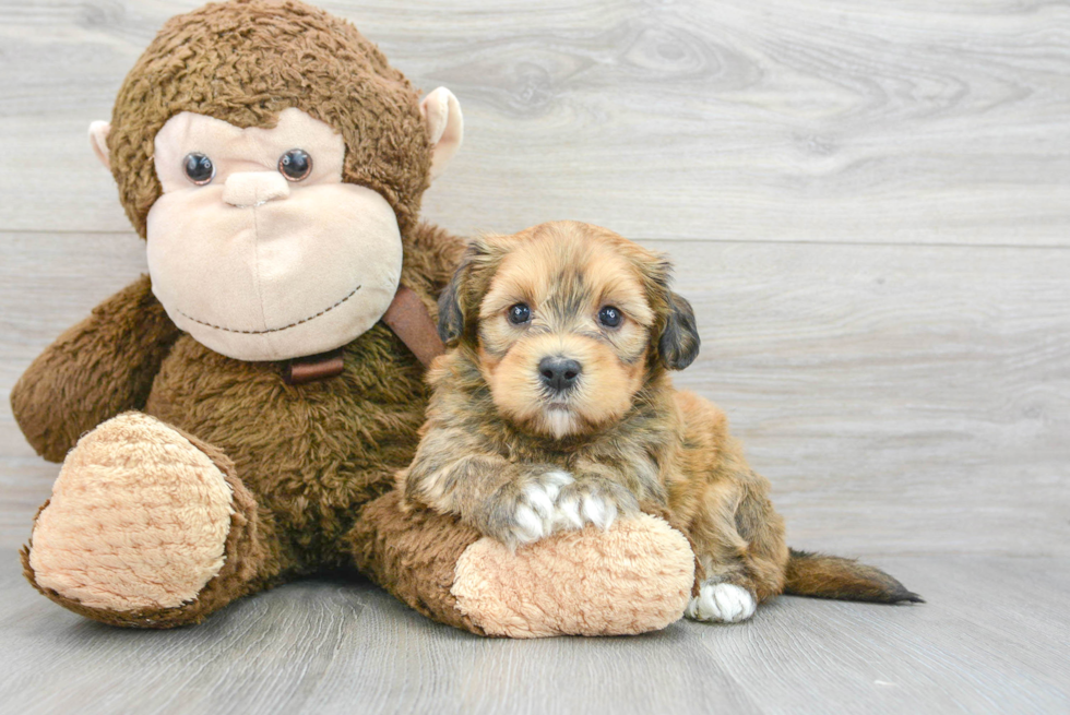 Little Havanese Purebred Pup