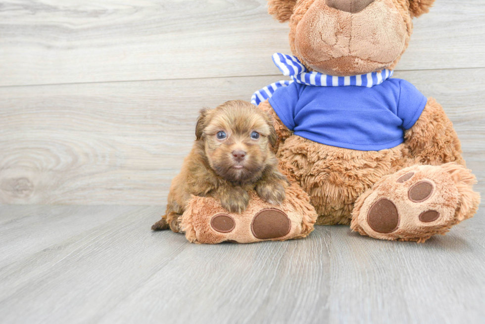 Sweet Havanese Purebred Puppy