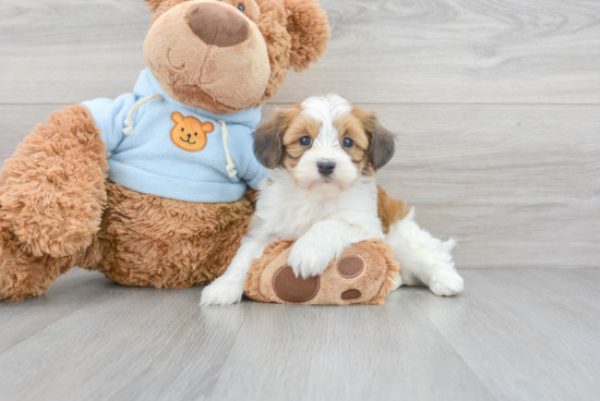 Happy Havanese Purebred Puppy