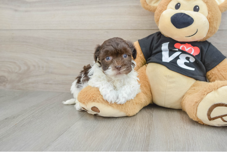 Havanese Puppy for Adoption
