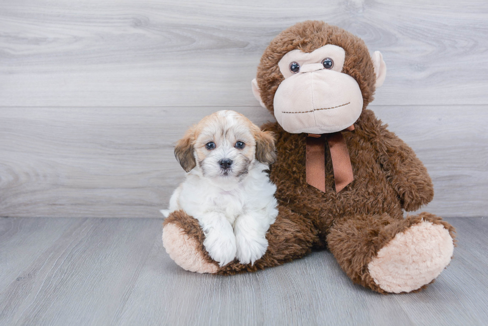 Cute Havanese Purebred Puppy