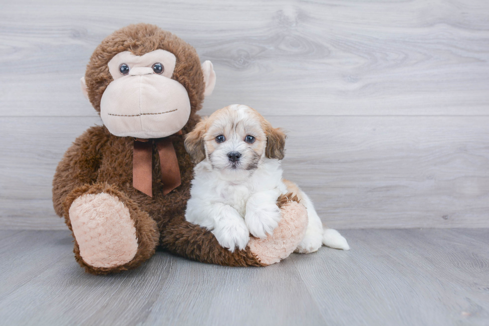 Petite Havanese Purebred Puppy