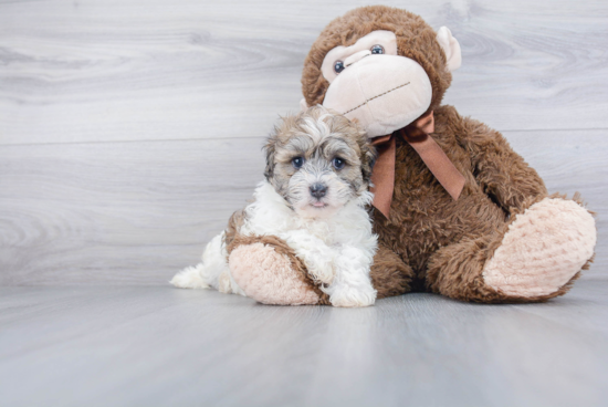 Havanese Pup Being Cute