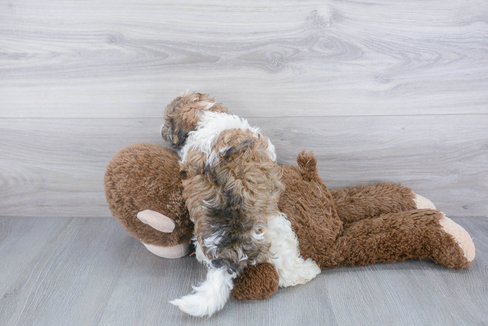 Friendly Havanese Purebred Pup