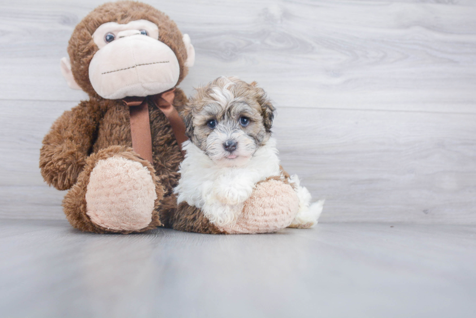 Havanese Pup Being Cute