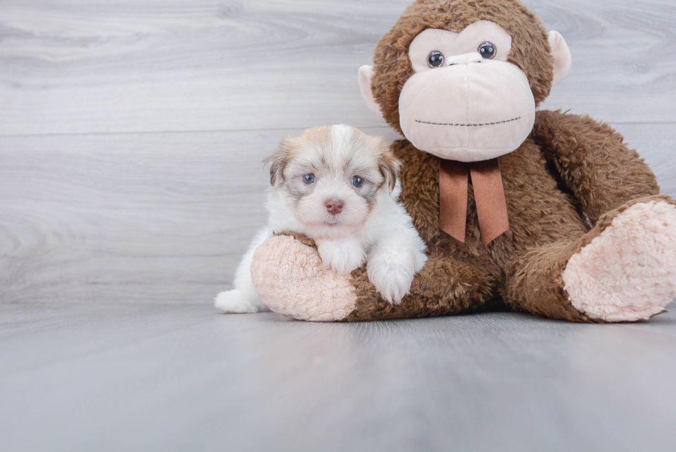 Friendly Havanese Baby