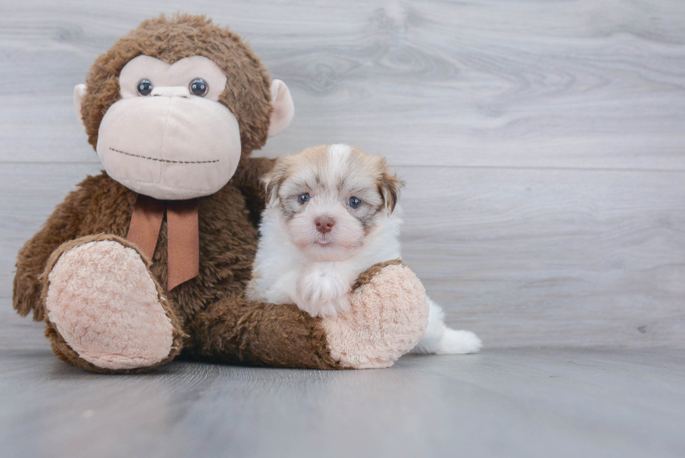 Havanese Pup Being Cute