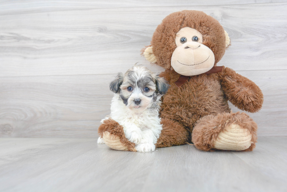 Cute Havanese Purebred Puppy