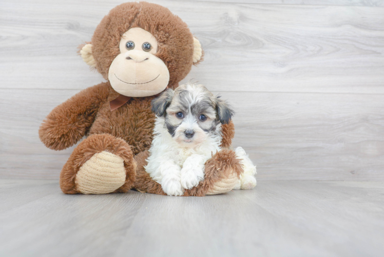 Friendly Havanese Purebred Pup