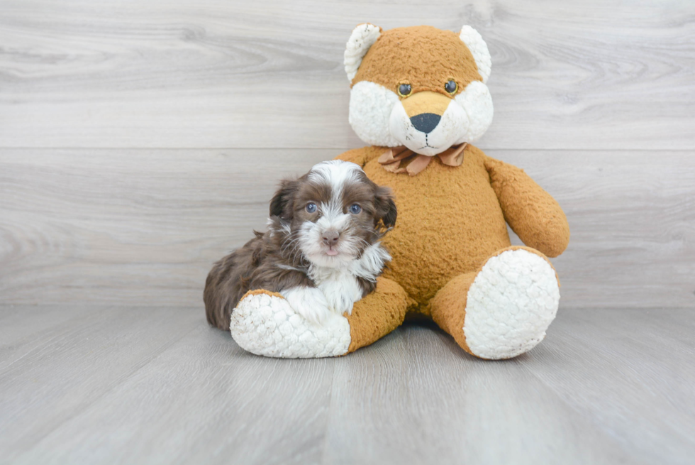 Akc Registered Havanese Baby