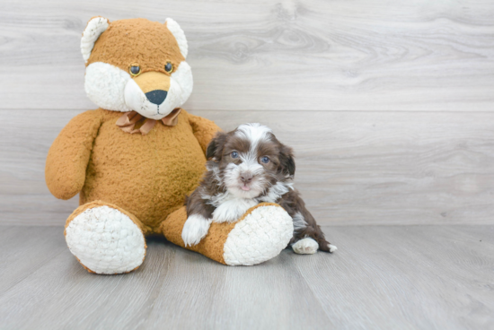 Sweet Havanese Purebred Puppy