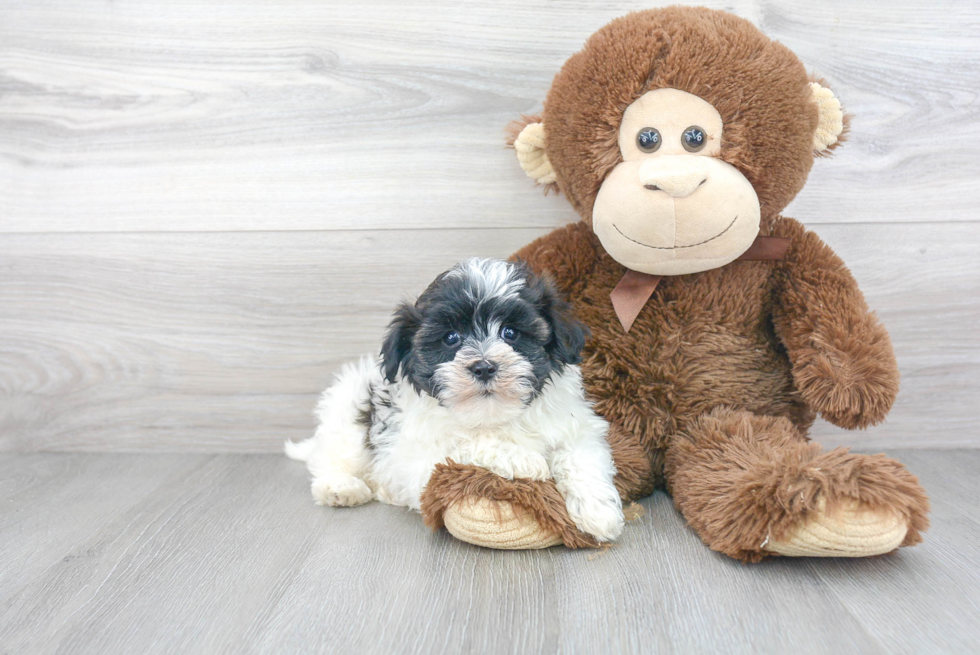 Havanese Pup Being Cute