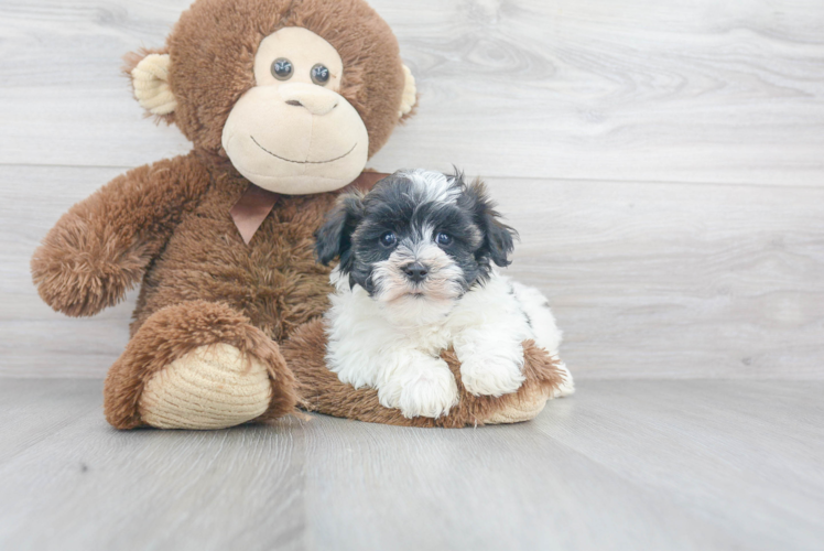 Havanese Puppy for Adoption