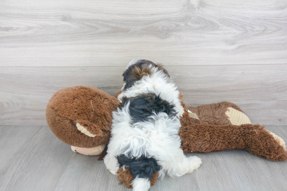 Havanese Pup Being Cute