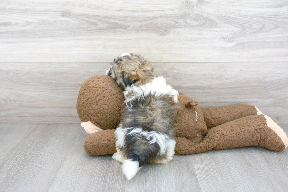 Havanese Pup Being Cute