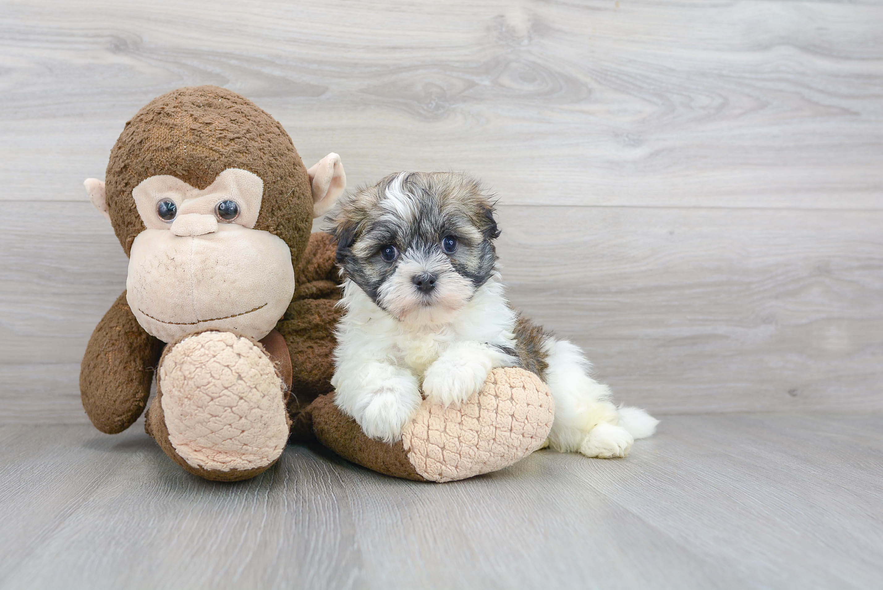 Havanese Pup Being Cute